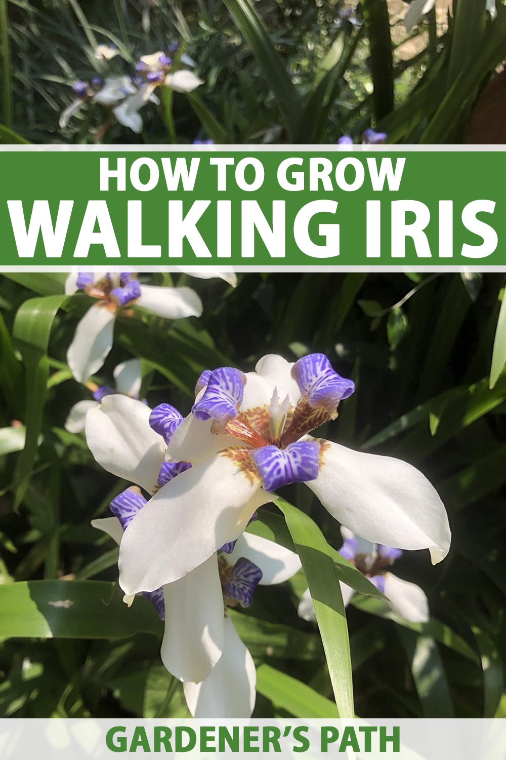 A close up vertical image of walking iris flowers growing in the garden pictured in bright sunshine on a soft focus background. To the top and bottom of the frame is green and white printed text.