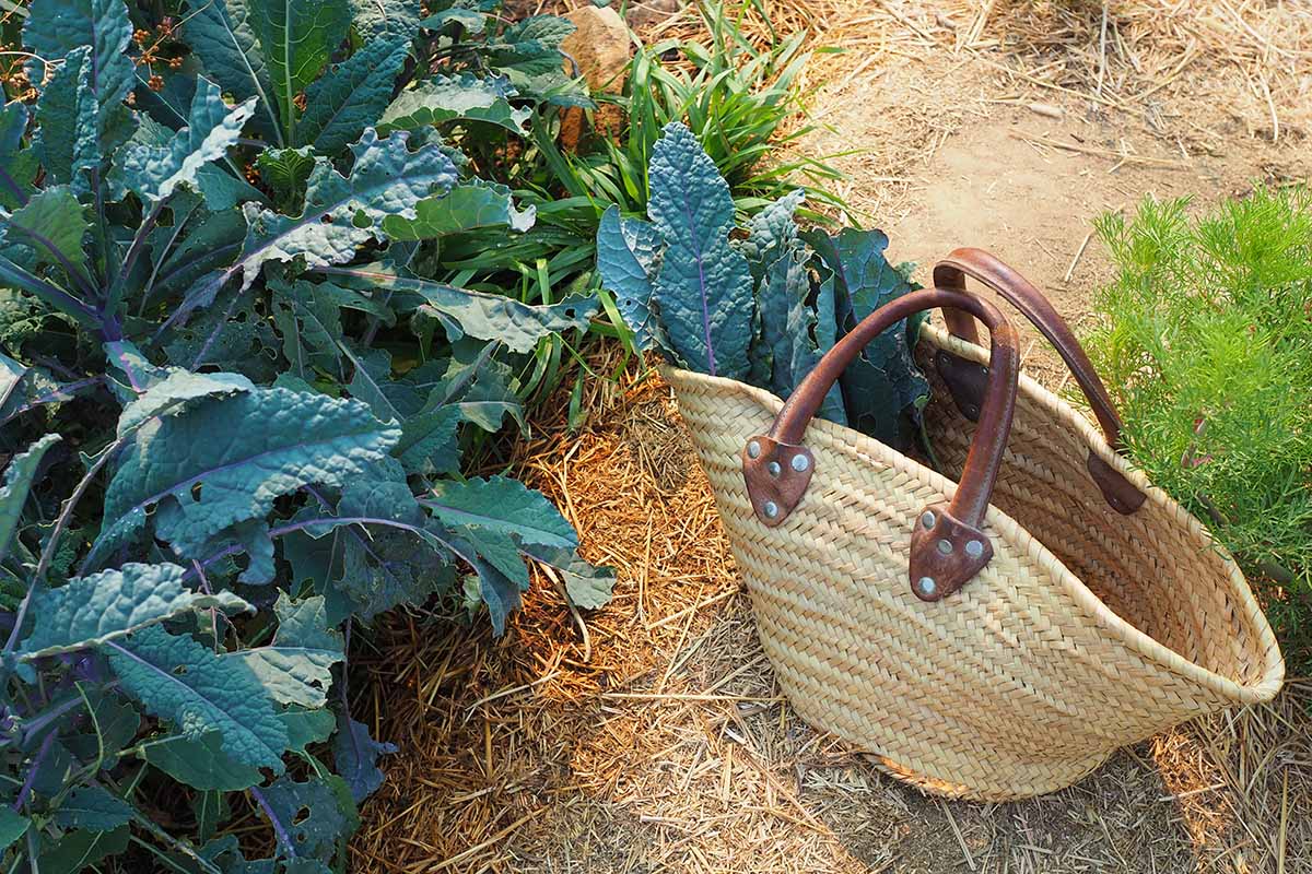 A close up horizontal image of a small wicker basket with freshly harvested dinosaur kale set on the ground beside a sunken garden bed.