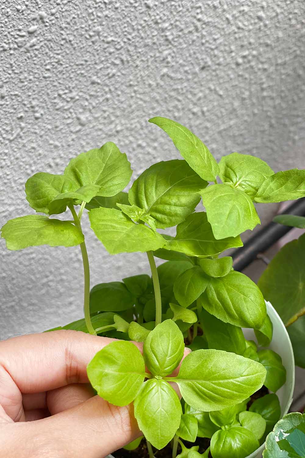 A close up vertical image of a hand from the bottom of the frame picking basil leaves from a potted plant.