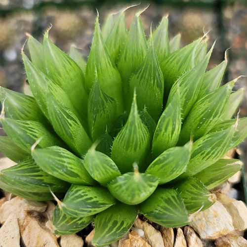 A close up square image of Harworthia cooperi growing in a small pot.