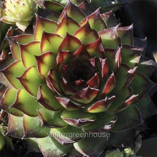 A close up square image of a hens and chicks plant growing in a small pot.