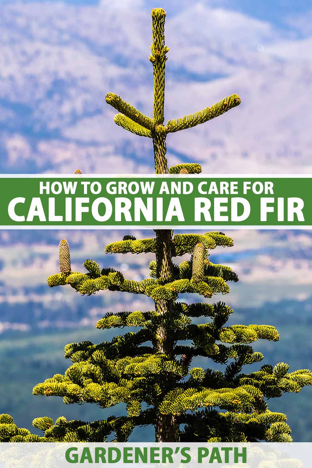 A close up vertical image of a California red fir tree growing wild in the mountains pictured on a soft focus background. To the center and bottom of the frame is green and white printed text.