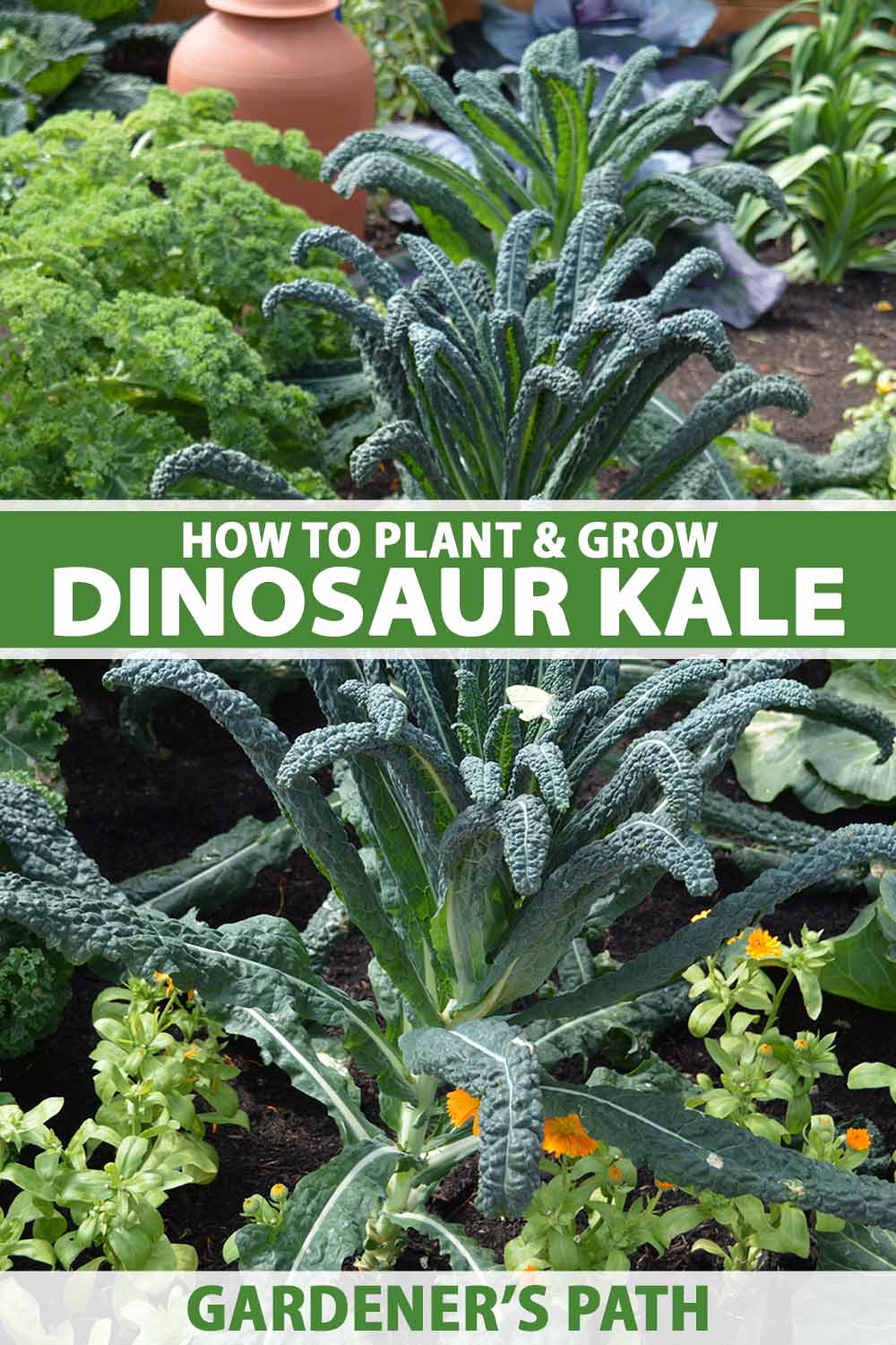 A vertical image of rows of dinosaur kale growing in the garden, pictured in bright sunshine with a wooden fence in soft focus in the background. To the center and bottom of the frame is green and white printed text.