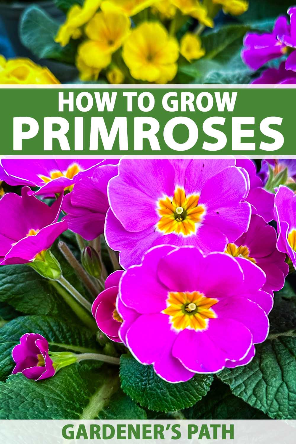 A close up vertical image of bright pink and yellow primroses growing in the garden. To the top and bottom of the frame is green and white printed text.