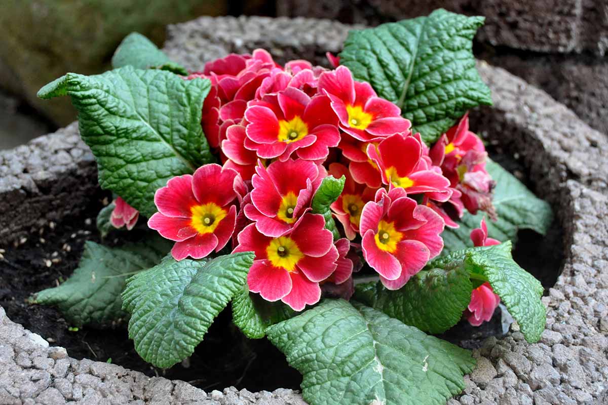 A close up horizontal image of red and yellow primrose flowers surrounded by green foliage, growing in a concrete pot.