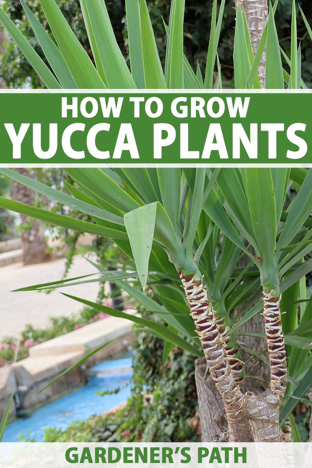 A close up vertical image of yucca plants growing in the garden. To the top and bottom of the frame is green and white printed text.
