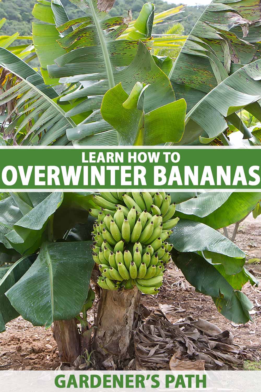 A vertical picture showing a banana plant with a large bunch of green fruit contrasting with the light brown stem, surrounded by green leaves. On the ground are some brown, dead leaves around the base of the tree. To the center and bottom of the frame is green and white printed text.