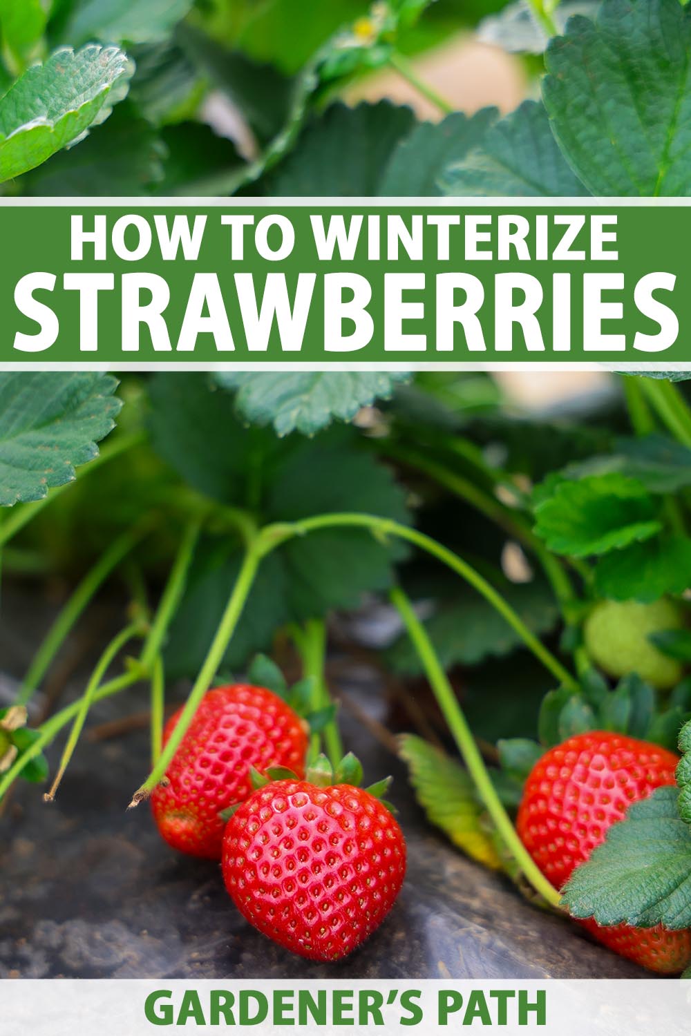 A close up vertical image of a strawberry plant growing in the garden with ripe berries ready for picking. To the top and bottom of the frame is green and white printed text.