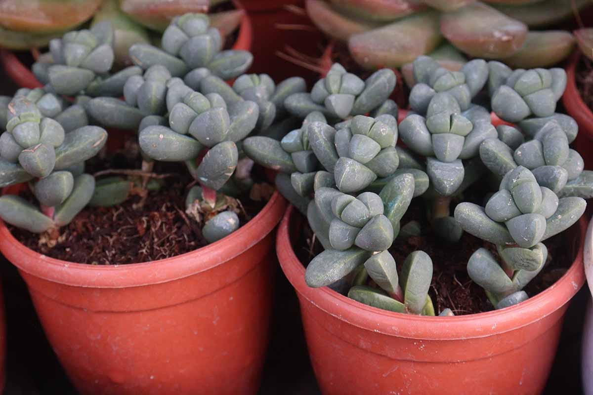 A close up horizontal image of ice plant (Delosperma) growing in pots.