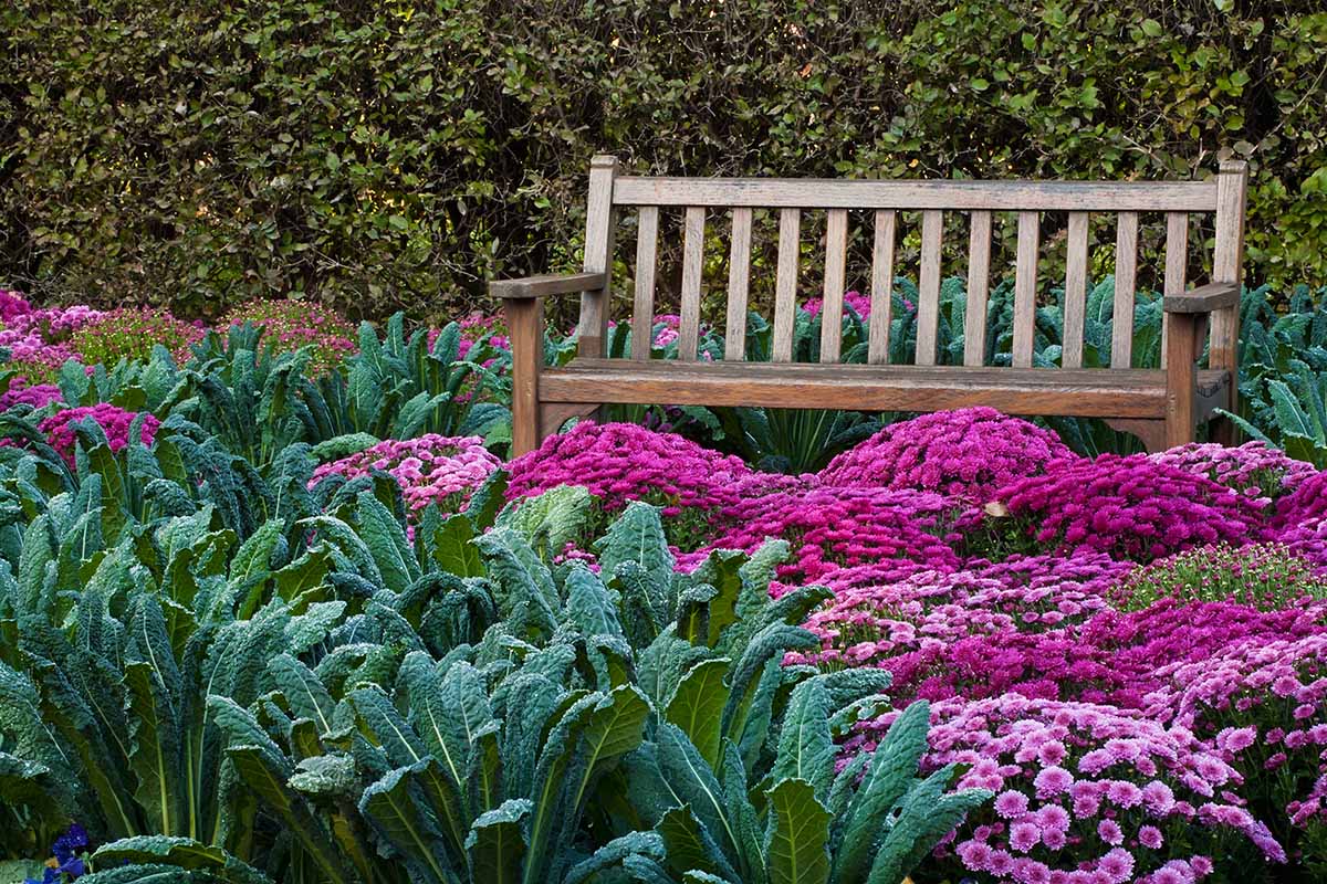 A horizontal image of a garden scene with bright pink chrysanthemums planted among dinosaur kale plants with a wooden fence and hedge in the background.