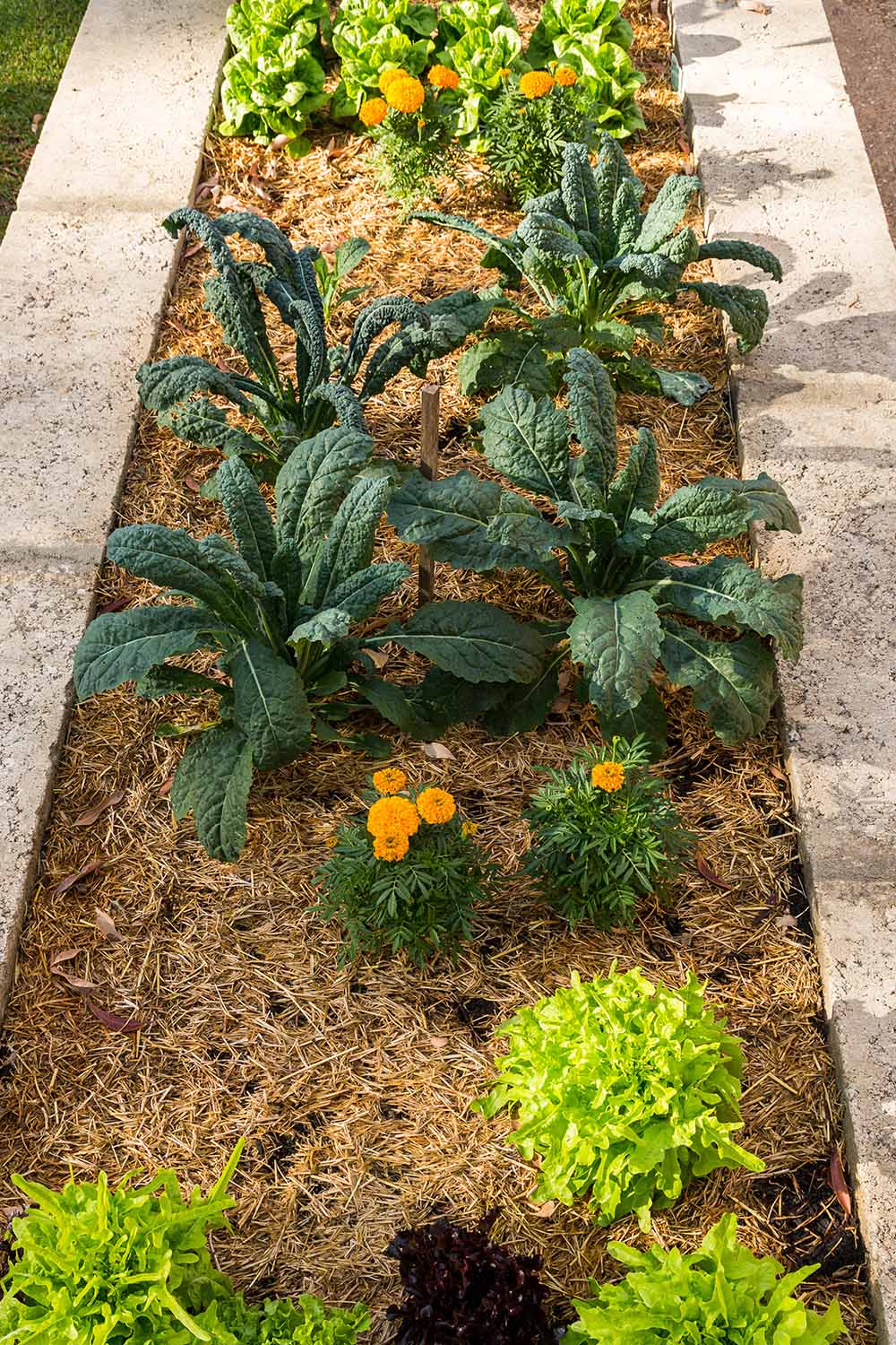 A vertical image of a raised concrete garden bed with small lacinato kale plants growing among lettuce and orange flowers, surrounded by mulch, pictured in light sunshine.