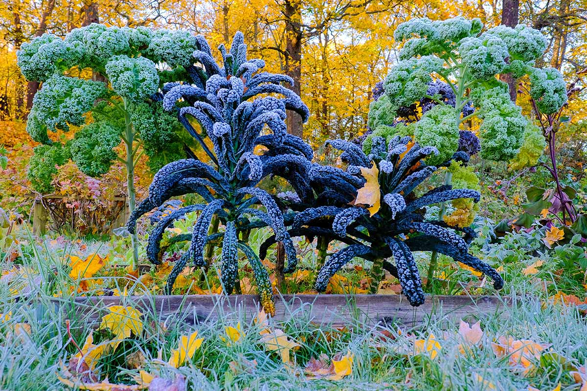 A horizontal image of large tree-like kale plants growing in the fall garden covered with a dusting of frost with trees in their fall colors in the background.