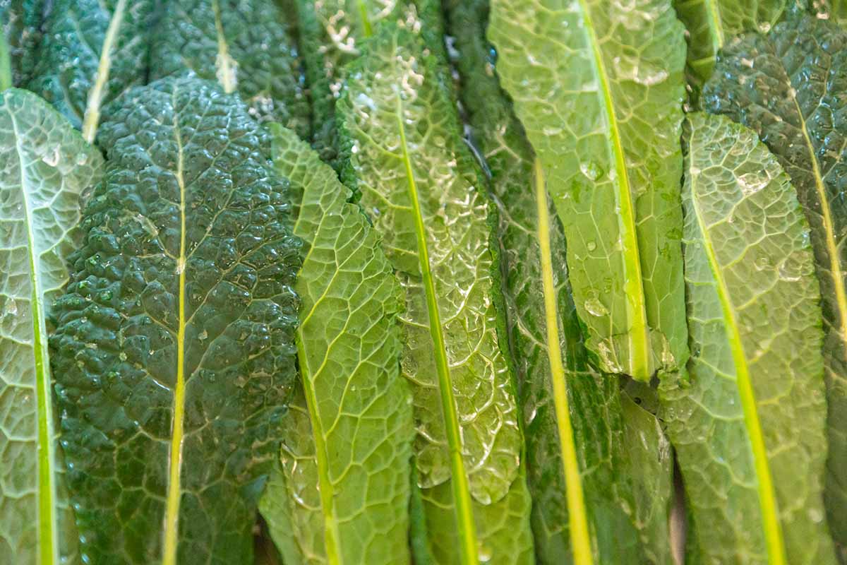 A close up horizontal image of freshly blanched lacinato kale ready for freezing.