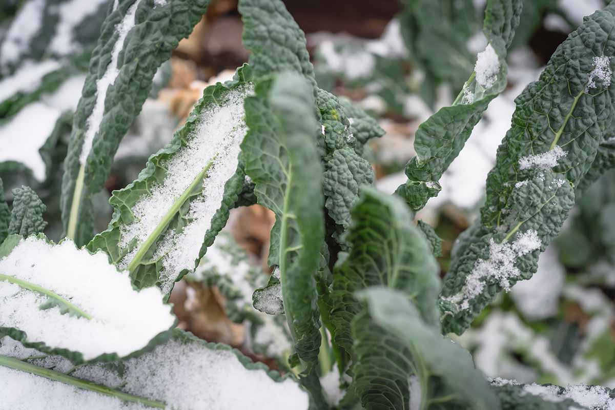 A close up horizontal image of a leafy green plant growing in the garden covered with frost.
