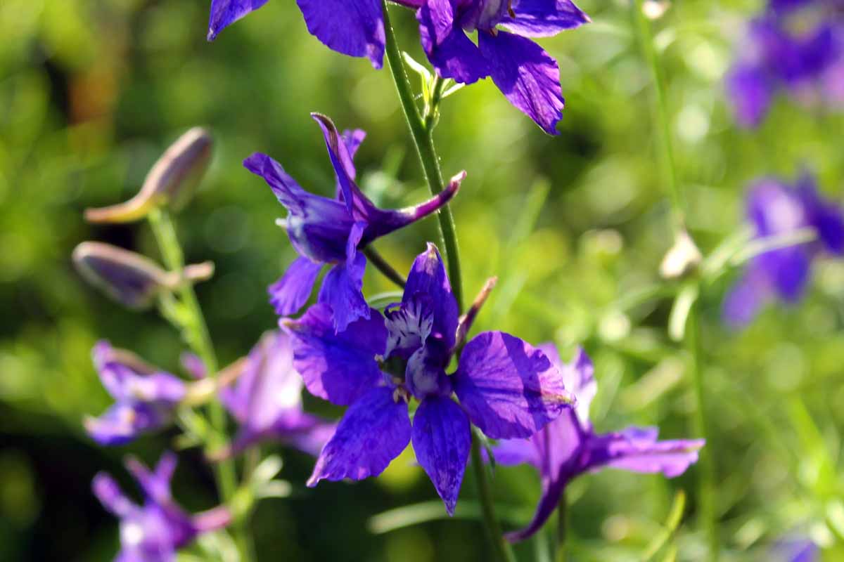 A close up horizontal image of the purple flowers of annual larkspur growing in the garden, pictured in light filtered sunshine on a soft focus background.