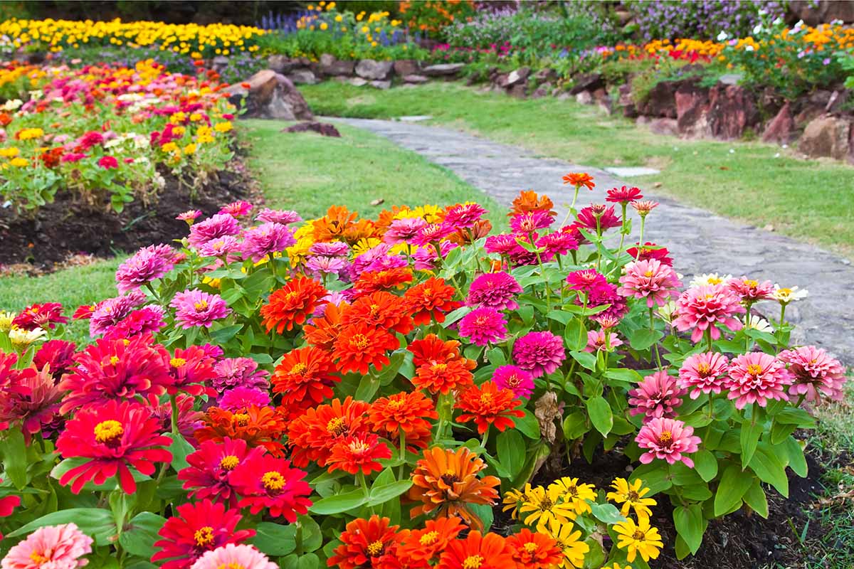 A horizontal image of a colorful late summer garden filled with flowers.