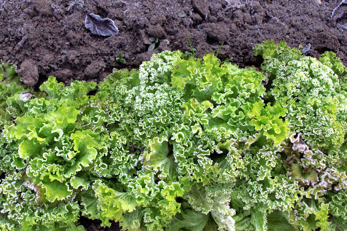 A close up horizontal image of curly leaf lettuce growing in the garden with a covering of light frost.