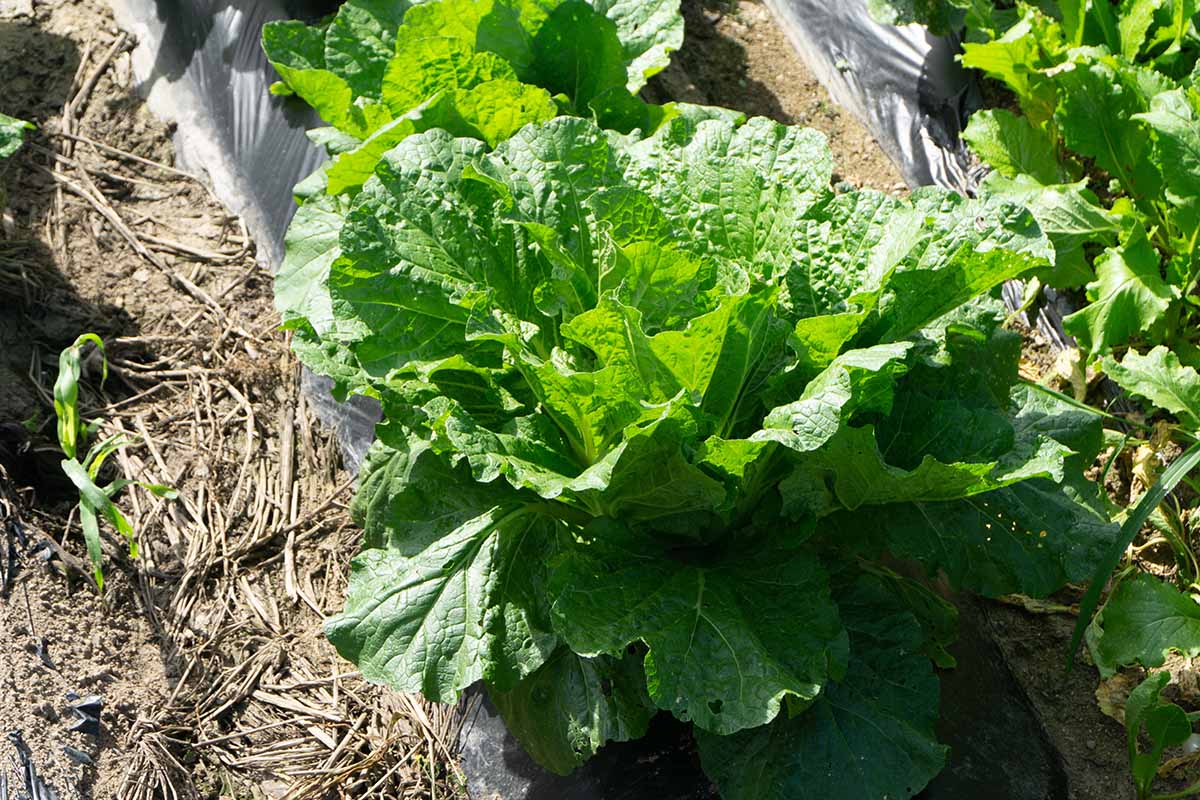 A close up horizontal image of a head of lettuce growing in the garden pictured in bright sunshine.