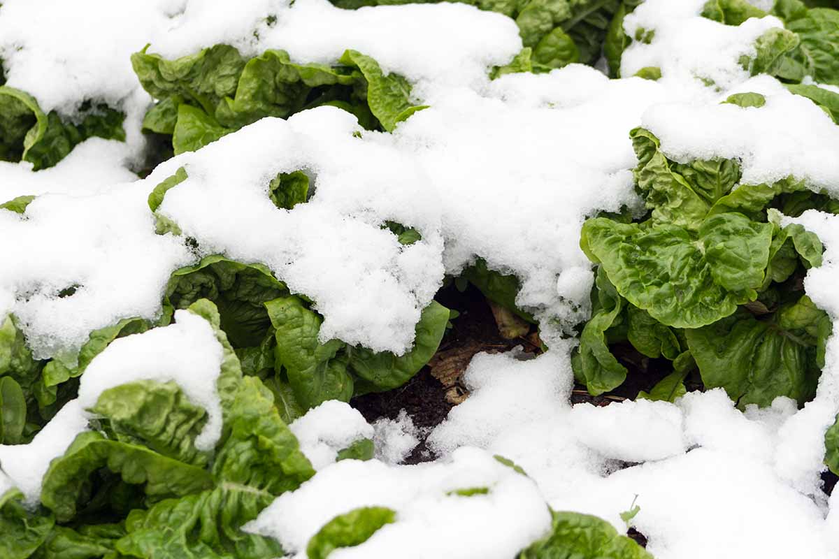 A close up horizontal image of a patch of vegetables covered in a blanket of snow.