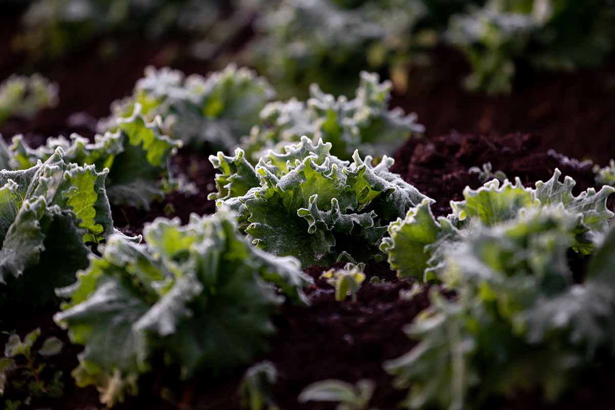 A close up horizontal image of lettuce damaged by frost pictured on a soft focus background.