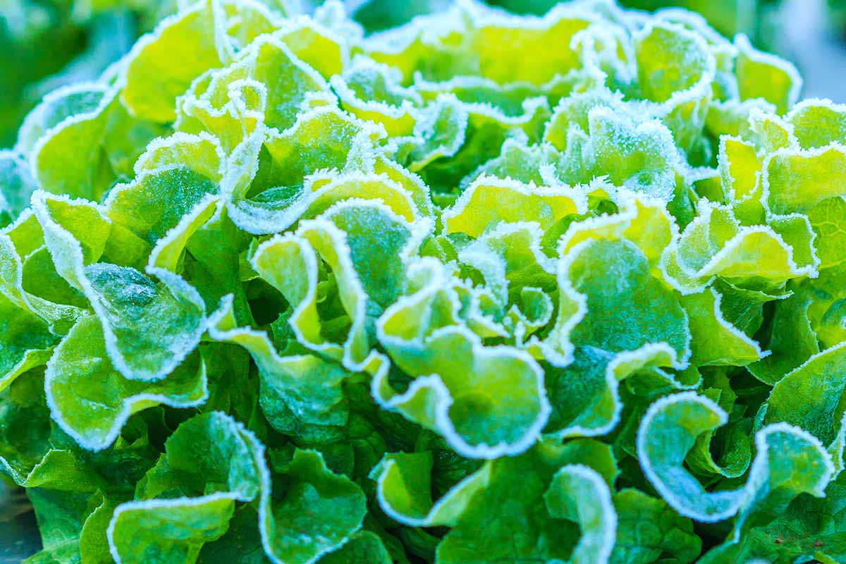 A close up horizontal image of lettuce with a covering of frost on the foliage.