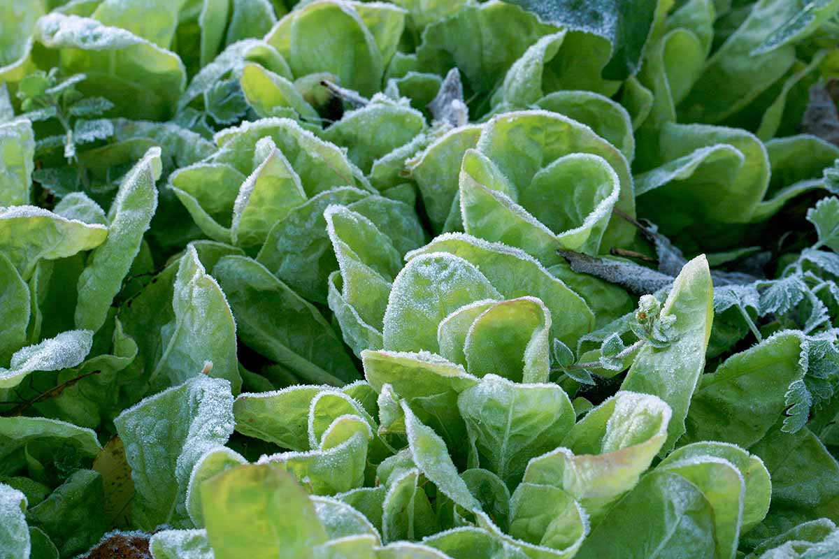 A close up horizontal image of lettuce growing in the fall garden with a light covering of frost.