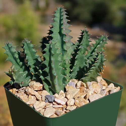 A close up square image of a lifesaver cactus in a small green pot.