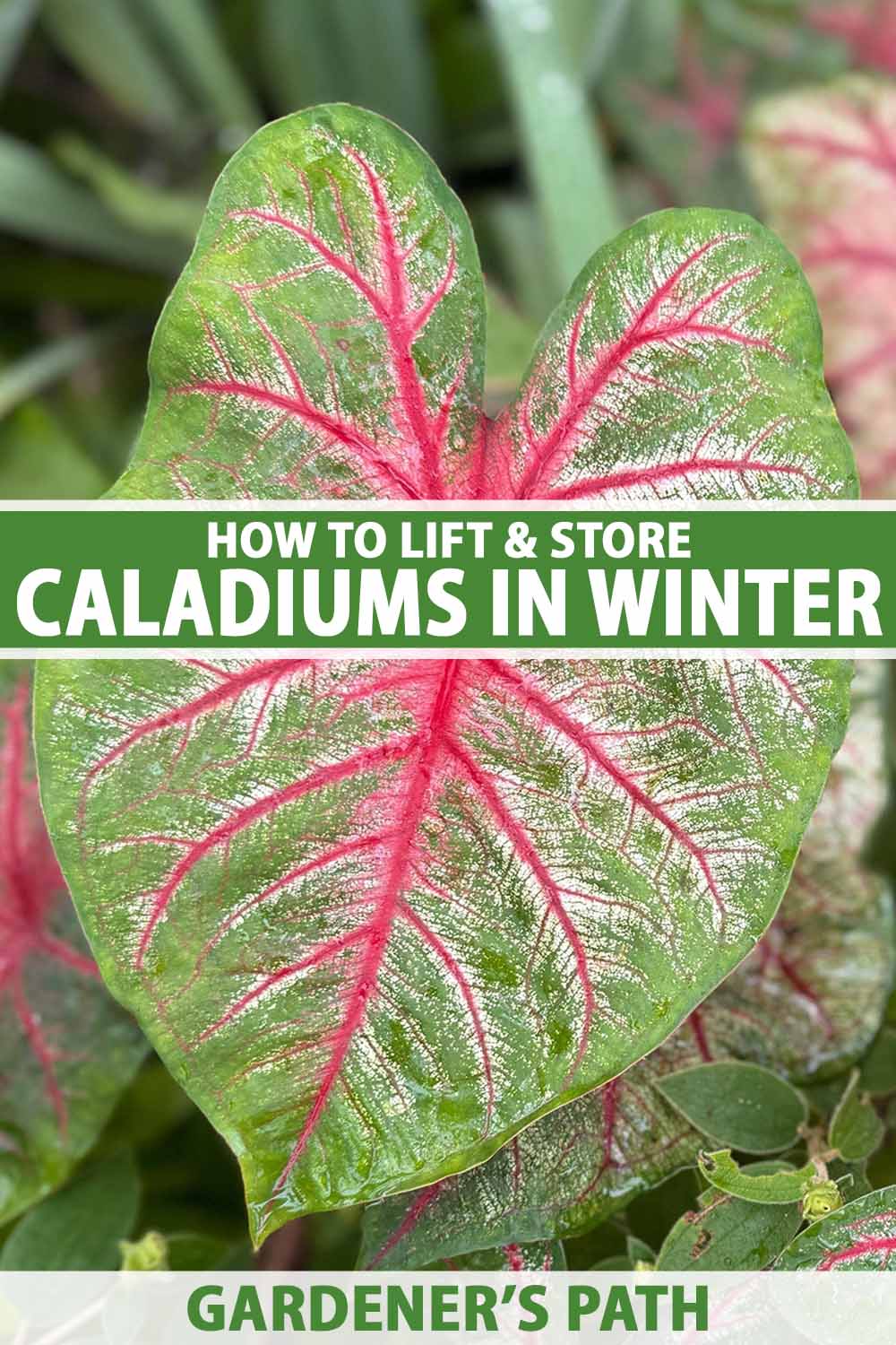 A close up vertical image of a caladium leaf growing in the garden pictured on a soft focus background. To the center and bottom of the frame is green and white printed text.
