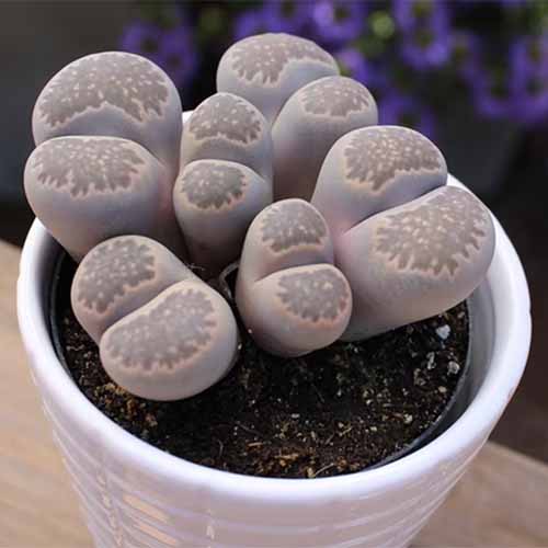 A close up square image of lithops succulents growing in a small white pot indoors.