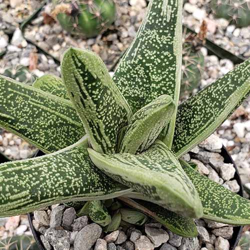 A close up square image of 'Little Warty' gasteria growing in a small pot.