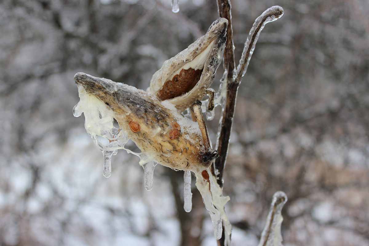 A close up horizontal image of a Asclepias plant that has finished flowering and gone to seed, covered in frost in the winter garden, pictured on a soft focus background.