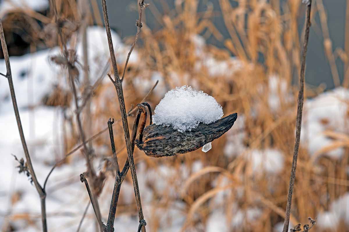 A close up horizontal image of a Asclepias seedpod covered in snow, pictured on a soft focus background.