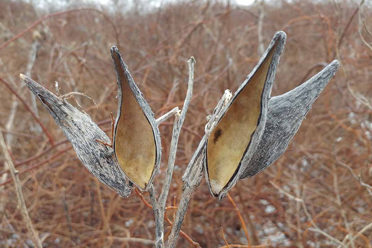 A close up horizontal image of empty Asclepias seedpod husks hanging from the stem in the winter garden, pictured on a soft focus background.