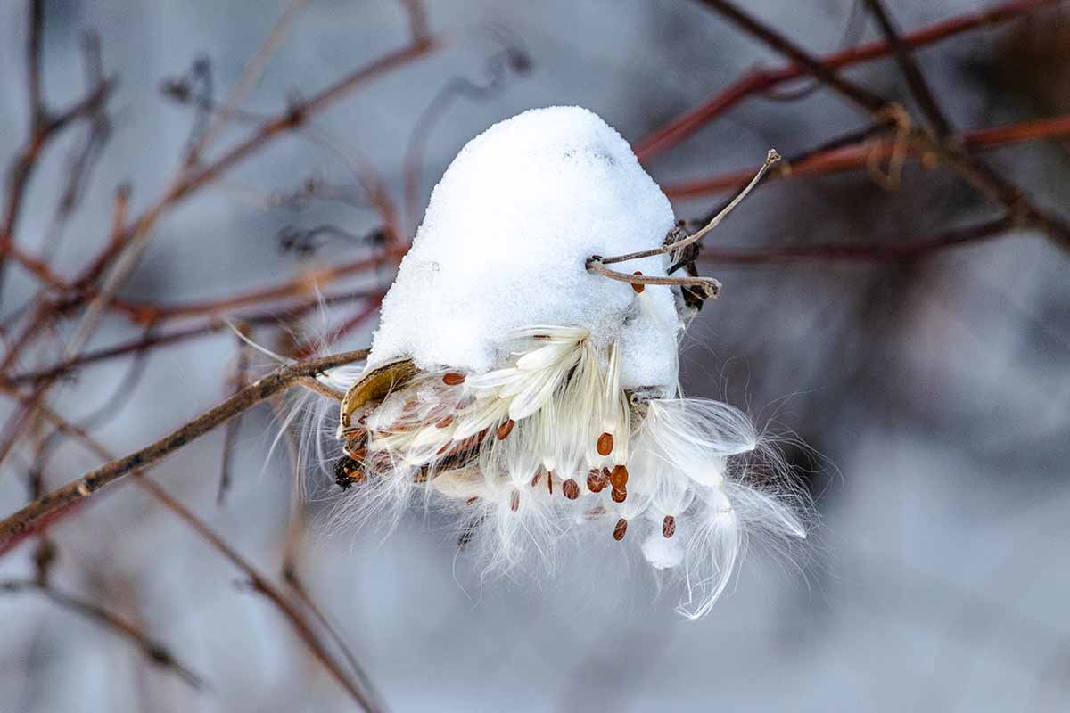 A close up horizontal image of a snow-covered Asclepias seedpod with small fluffy seeds hanging out pictured on a soft focus background.