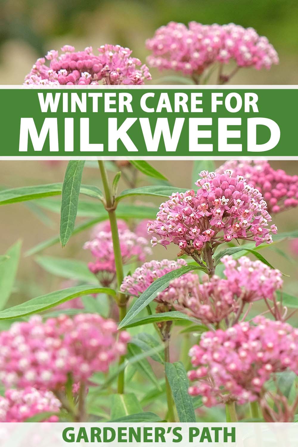 A close up vertical image of pink milkweed flowers growing in the garden. To the top and bottom of the frame is green and white printed text.