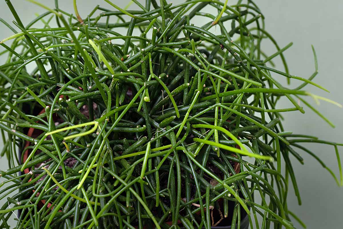 A close up horizontal image of mistletoe cactus growing in a pot indoors.