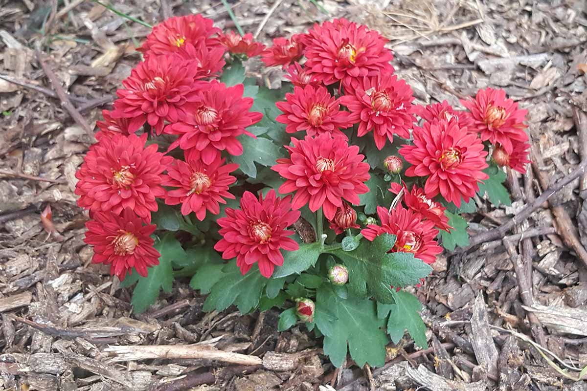 A close up horizontal image of a small chrysanthemum with bright red flowers growing in the garden surrounded by mulch.