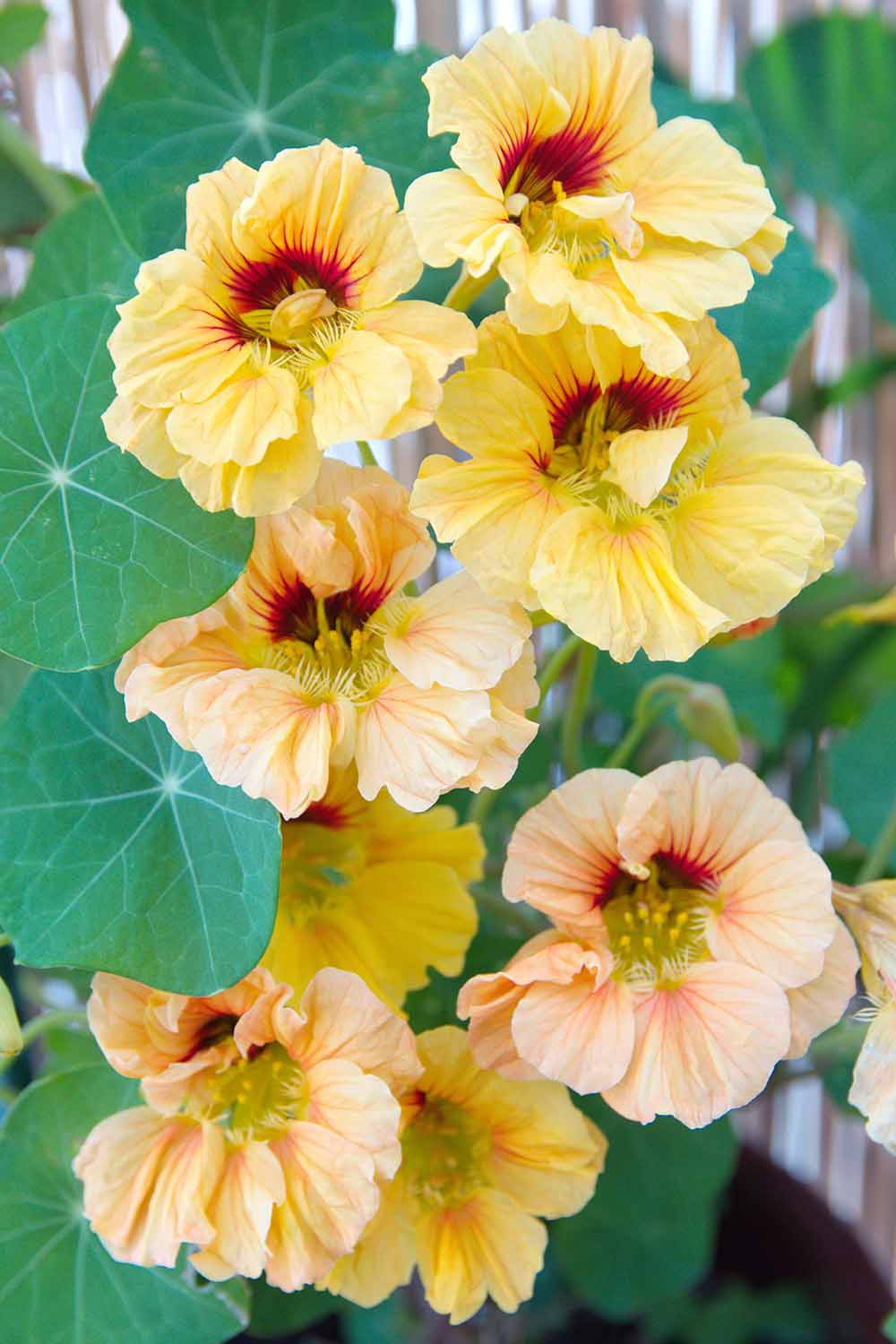A vertical picture of bright yellow Tropaeolum majus flowers with dark red centers, contrasting with the large, flat green leaves on a soft focus background.