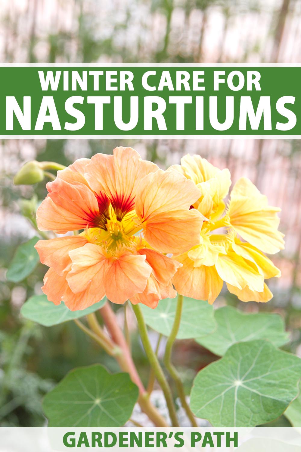 A close up vertical image of nasturtium flowers growing in the summer garden pictured on a soft focus background. To the top and bottom of the frame is green and white printed text.