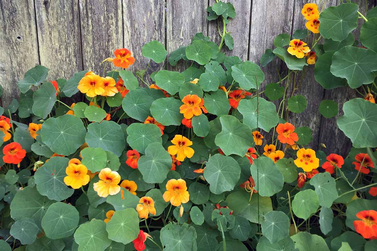 A Tropaeolum majus plant with yellow and red blooms and characteristic flat green leaves, growing up a wooden fence.