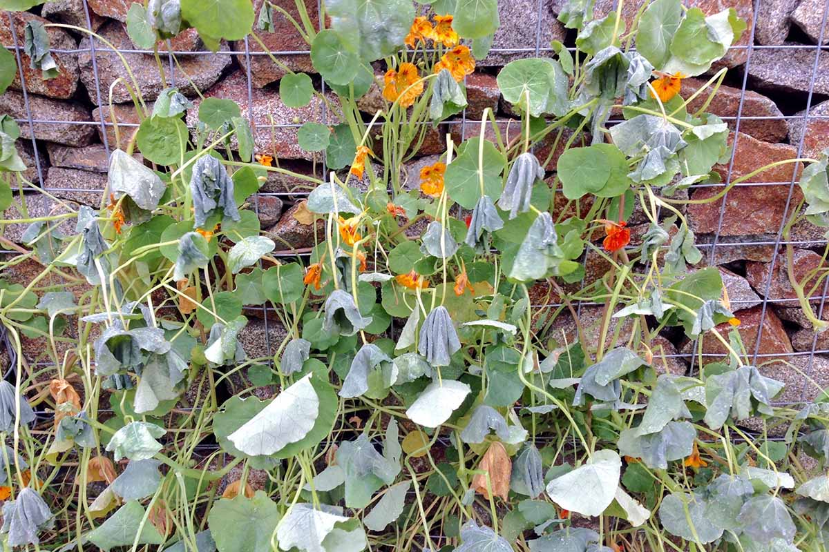 A Tropaeolum majus plant growing up a wire trellis on a stone wall. The plant is suffering from frost damage, with wilting and dying flowers and leaves.