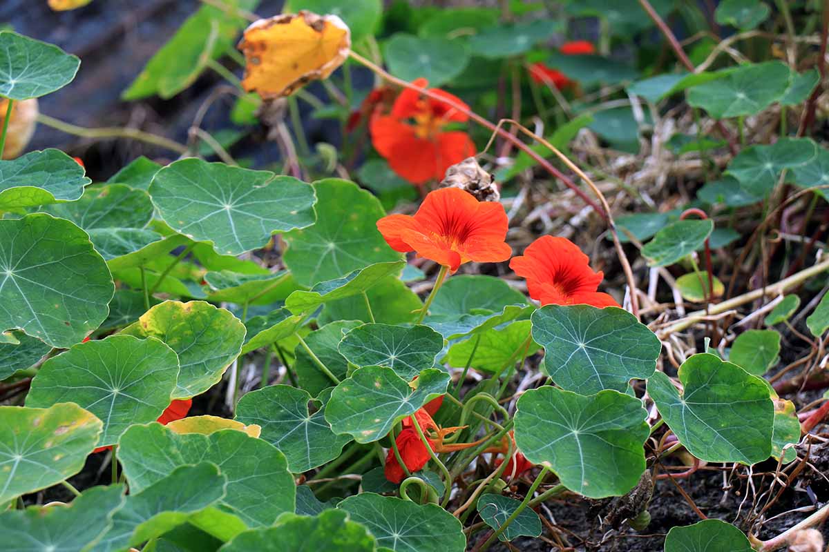 A close up of a nasturtium plant with bright red flowers and large, flat green leaves growing in the garden. The background is soil and vegetation fading to soft focus.
