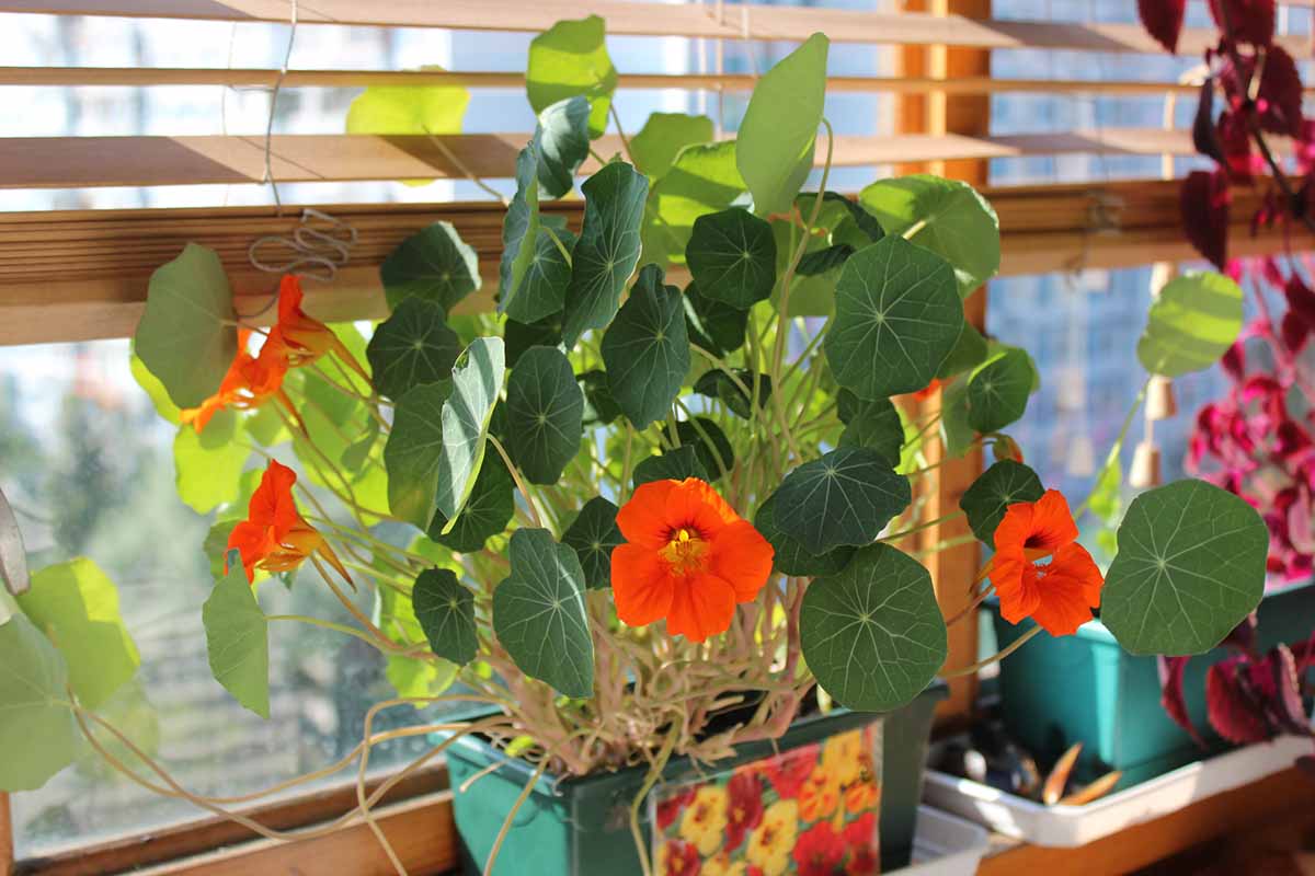 A close up of a Tropaeolum majus plant with red flowers and flat green leaves growing in a container on a windowsill. In the background is soft sunlight coming through the window.