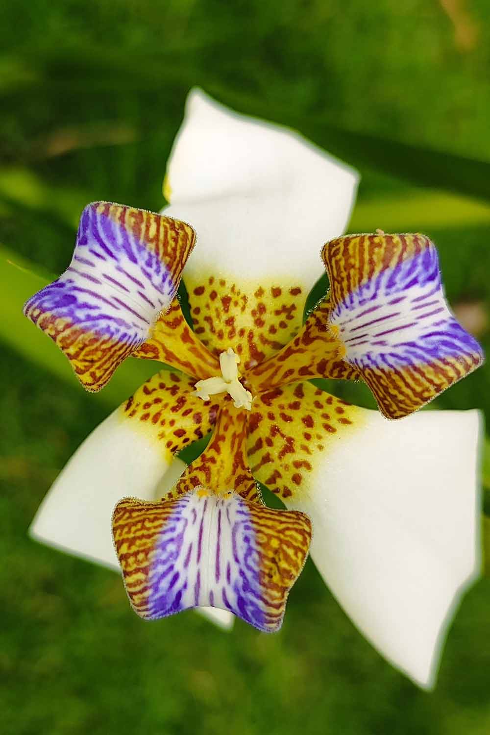 A close up vertical image of a north's false flag flower pictured on a soft focus background.