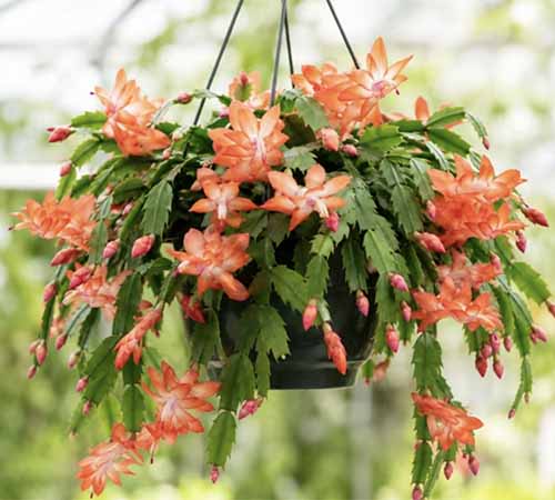 A close up square image of an orange Christmas cactus growing in a hanging basket pictured on a soft focus background.