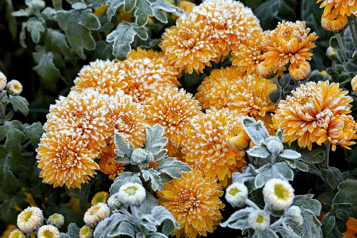 A close up horizontal image of yellow chrysanthemums growing in the garden covered in frost.