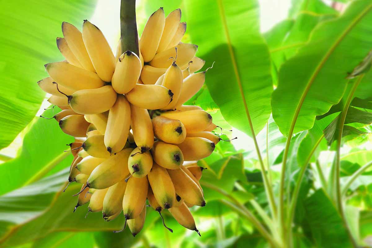 A close up horizontal image of a great big bunch of ripe bananas growing in the garden with foliage in soft focus in the background.