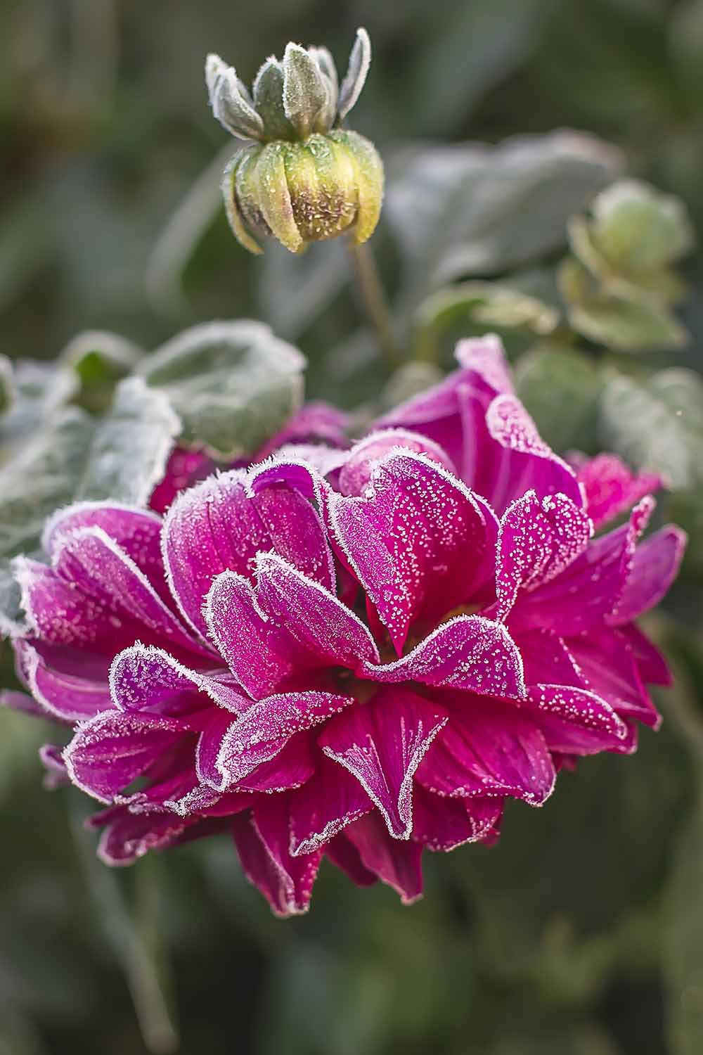 A close up vertical image of a bright pink flower covered in a light dusting of snow, pictured on a soft focus background.