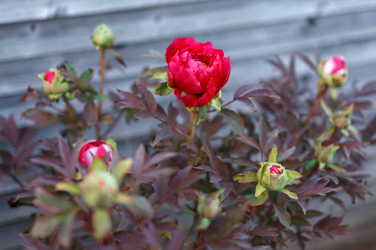 A close up horizontal image of a red flower with reddish-brown foliage with a wooden fence in soft focus in the background.