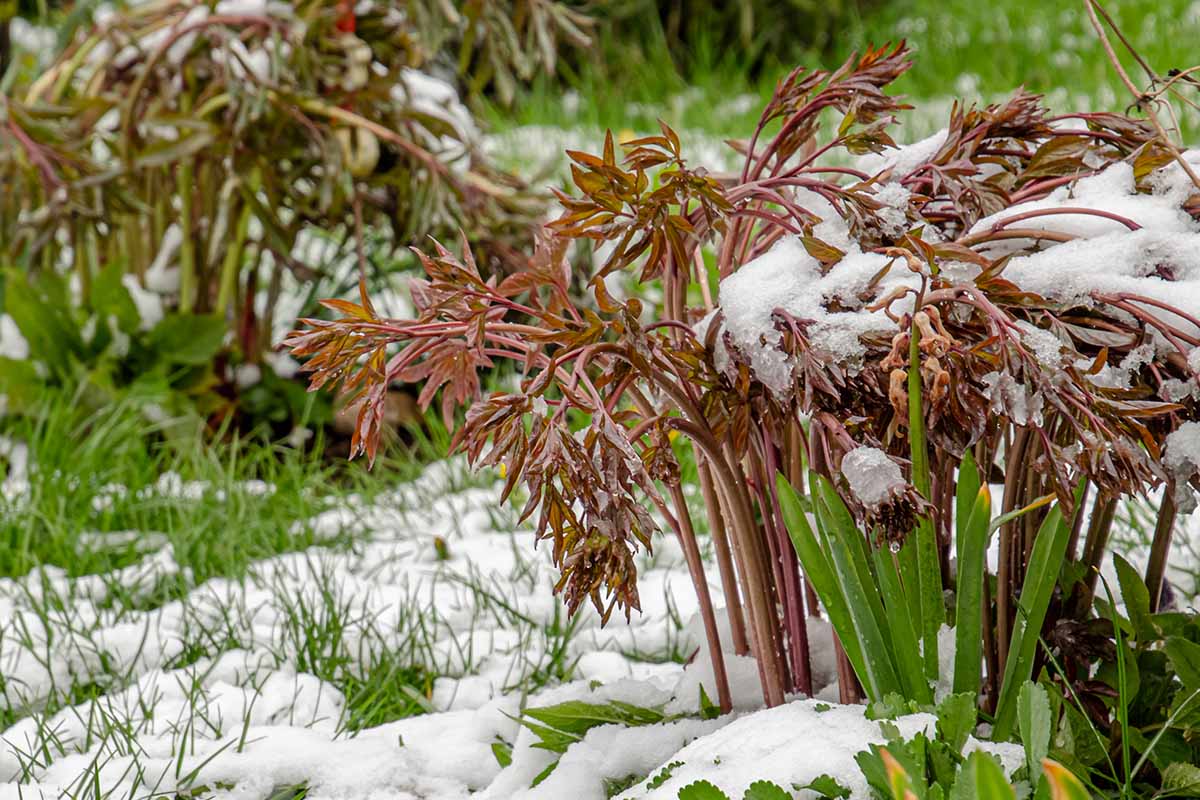 A close up horizontal image of a perennial peony plant with reddish-brown stems and foliage pictured with a light dusting of snow on the ground and on the plant, on a soft focus background.